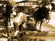 A carriage driver tends to his horse one morning along Jackson Square.
