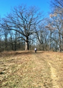 The single track trail winds up a hill at McNaughton Park in Pekin, Ill.