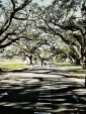 Live oak trees and moss throw shadows on a path through Audubon Park in New Orleans on a Sunday morning.