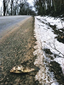 Fish on the road dropped by an eagle