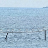 A line of seagulls rests on a perch near Abigail Caye, Belize, while another caye can be seen in the background. Abigail Caye is about 8 miles into the Caribbean Sea from Placencia, Belize.