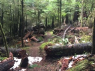 Downed trees littered the trail at the start