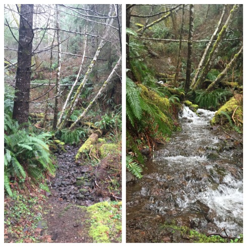 Cummins Creek Trail on Jan. 23, 2016, (left) and on Feb. 14. A little rain turns the trail into a shallow creek.