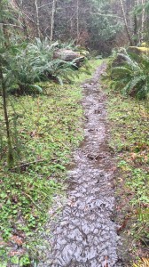 The narrow, rocky single-track near the highpoint of the Cummins Creek Trail was running with water on Feb. 14, 2016.